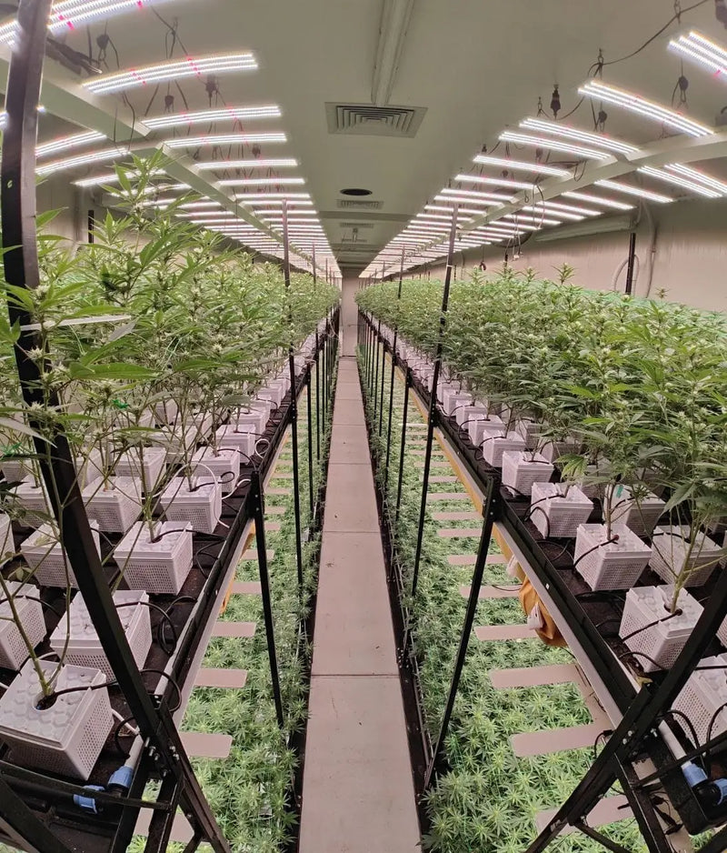 Eine CBD Anbaufläche für den Großhandel