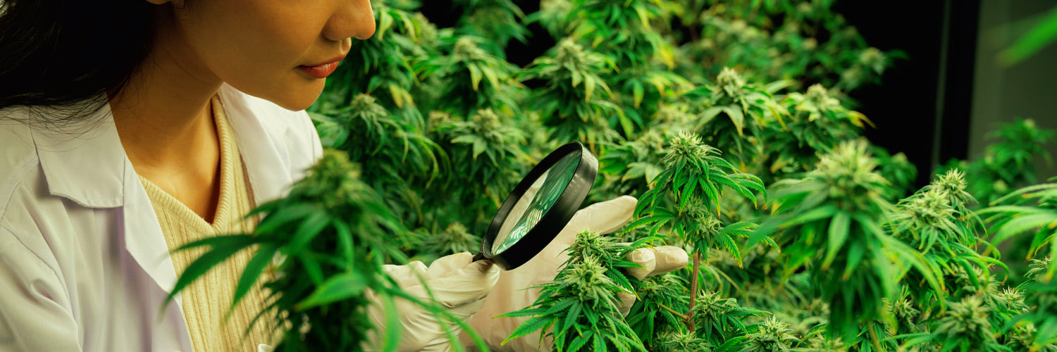 Die Legalität von CBD Blüten auf einer Anlage untersucht